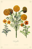 Marigolds Flowers Masterprint