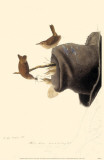 House Wren Masterprint