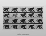 Baboon Movement by Eadweard Muybridge Masterprint