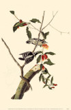Downy Woodpecker Masterprint