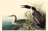 Common Loon Masterprint