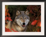 Grey Wolf Portrait, Minnesota, USA Posters by Lynn M. Stone