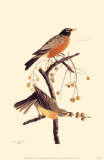 American Robin Masterprint