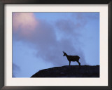 Chamois (Rupicapra Rupicapra) Silhouetted, Gran Paradiso National Park, Italy Prints by Tim Edwards