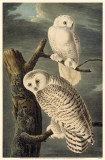 Snowy Owl Masterprint