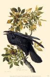 Common Raven Masterprint