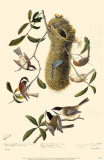 Black-Capped Chickadee Masterprint