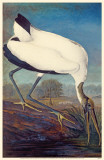 Wood Stork Photo