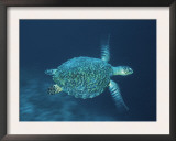 Hawksbill Turtle Swimming, Indo Pacific Print by Jurgen Freund