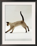 Domestic Cat, Seal-Point Siamese Juvenile Running Profile Prints by Jane Burton