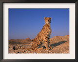 Cheetah, Tsaobis Leopard Park, Namibia Print by Tony Heald