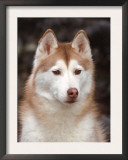 Siberian Husky Portrait, USA Posters by Lynn M. Stone