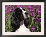 English Springer Spaniel Dog, USA Prints by Lynn M. Stone