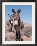 Wild Burro, Arizona/Nevada, USA, North America Prints by Lynn M. Stone