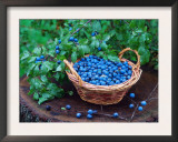 Blackthorn Berries on Shrub and in Basket (Prunus Spinosa) Europe Prints by  Reinhard