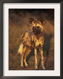 Arican Wild Dog Portrait (Lycaon Pictus) De Wildt, S. Africa Posters by Tony Heald
