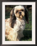 Shih Tzu with Facial Hair Cut Short Prints by Adriano Bacchella