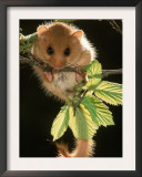 Common Dormouse, Belgium Print by De Meester