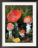 Fly Agaric Toadstools (Amanita Muscaria) Europe Poster by  Reinhard