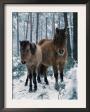 Domestic Horse, Dulmen Ponies, Mare with Foal in Winter, Europe Print by  Reinhard