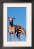 Domestic Dogs, Two Whippets Standing Together Prints by Adriano Bacchella