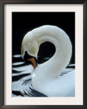Mute Swan Male Preening, UK Poster by Simon King
