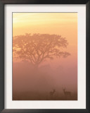 Two Male Impala at Dawn, Okavango Delta, Botswana Prints by Pete Oxford