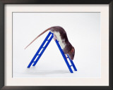 Domestic Rats at Play Poster by  Steimer