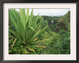 Agave Plant with Opeka Falls in the Background, Kauai, Hawaii Posters by Rolf Nussbaumer