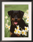 Rottweiler Dog Amongst Daffodils, USA Posters by Lynn M. Stone