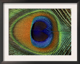 Close-Up of the Eye of a Peacock Feather, (Pavo Cristatus) Posters by Ashok Jain