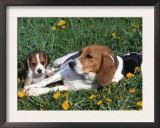Beagle with Puppies in Grass Art by Lynn M. Stone