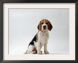 Beagle Puppy Prints by  Steimer