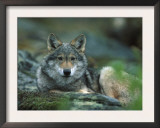 Young European Grey Wolf Resting, Norway Posters by Asgeir Helgestad