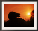 Hedgehog (Erinaceus Europaeus) Silhouette at Sunset, Poland, Europe Prints by Artur Tabor