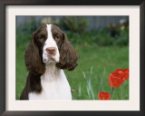 English Springer Spaniel, Illinois, USA Prints by Lynn M. Stone