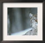 European Lynx in Snow, Norway Poster by Pete Cairns