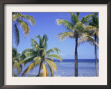 Coconut Palms on Beach, Tropical Island of Belize, Summer 1997 Print by Phil Savoie