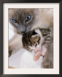 Domestic Cat, Cross Bred Tabby Kitten with Siamese Mother Posters by Jane Burton