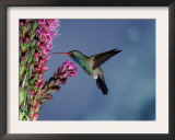 Broad Billed Hummingbird (Cynanthus Latirostris) Az, USA Madera Canyon, Arizona Poster by Mary Mcdonald