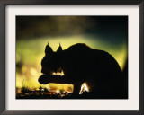 Young Male European Lynx Cleaning Paw Silhouetted in Broadleaf Woodland, Bohemia, Czech Republic Prints by Niall Benvie