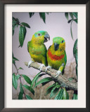 Salvadori's Fig Parrots, Pair (Psittaculirostris Salvadorii) Prints by  Reinhard