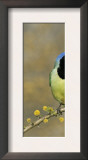 Green Jay Pair, Texas, USA Posters by Rolf Nussbaumer