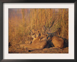 Lions Basking in Sun, Linyanti, Botswana Prints by Peter Oxford