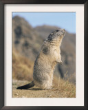 Alpine Marmot Calling, Switzerland Posters by Rolf Nussbaumer