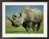 Black Rhino Portrait, Ngorongoro Nr, Tanzania Poster by Staffan Widstrand