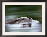 European River Otter Swimming, Otterpark Aqualutra, Leeuwarden, Netherlands Posters by Niall Benvie