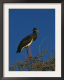 Abdims Stork, at Top of Tree, Kgalagadi Transfrontier Park, South Africa Posters by Pete Oxford