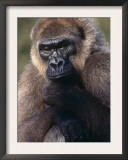 Lowland Gorilla Posters by Lynn M. Stone