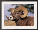 Rocky Mountain Bighorn Sheep, Ram, Jasper National Park, Alberta, USA Print by Lynn M. Stone